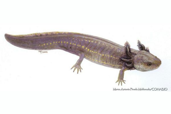 Typer axolotler - Axolotl med flat hode (Ambystoma amblycephalum)