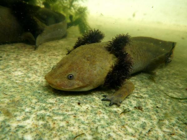 Typer axolotler - Pátzcuaro axolotl (Ambystoma dumerilii)
