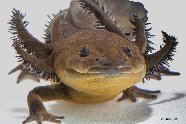Typer axolotler - Lerma axolotl (Ambystoma lermaense) 