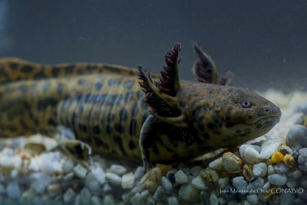 Typer axolotler - Ajolote de la Laguna de Zacapu (Ambystoma andersoni) 
