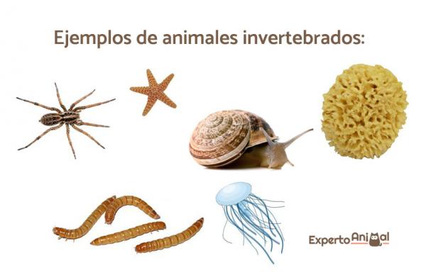 Eksempler på virveldyr og virvelløse dyr - Eksempler på virvelløse dyr