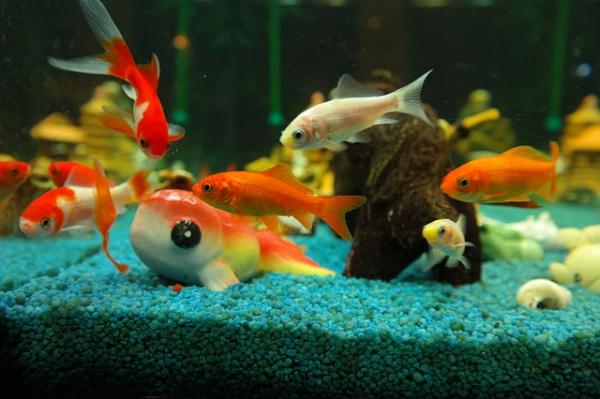 Hvorfor er gullfisk aggressiv - plass, kompatibilitet og mangel på mat