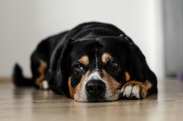 Hva føler hunder når du lar dem være alene hjemme?  - 1. De blir triste