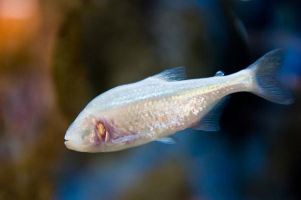 Dyr uten øyne - 10 eksempler - 2. Meksikansk blind tetra eller blind grottefisk