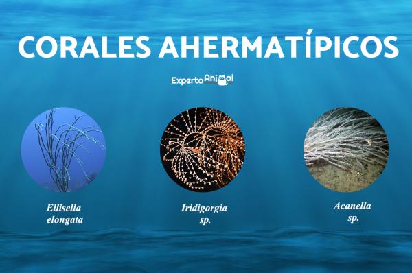 Koralltyper - Ahermatypiske koraller og eksempler