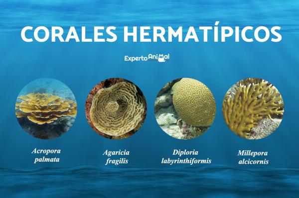 Koralltyper - Hermatypiske koraller og eksempler