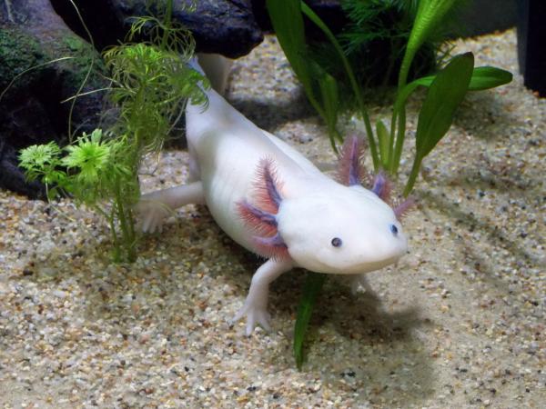 Fisk med bein - Navn og bilder - Axolotl, en fisk med bein?