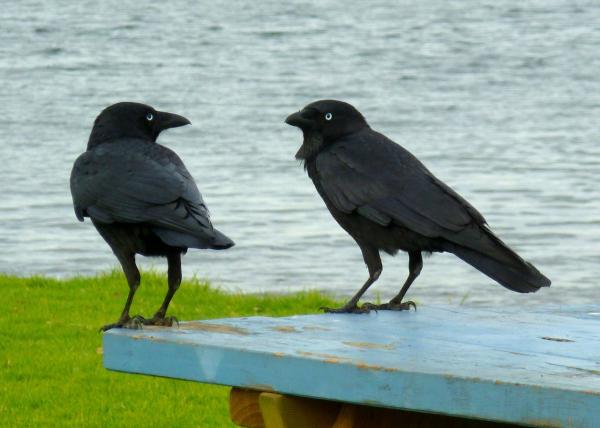 Hvorfor skriker kråker - Tonen og gjentakelsene av squawken indikerer om de står overfor en venn eller en trussel