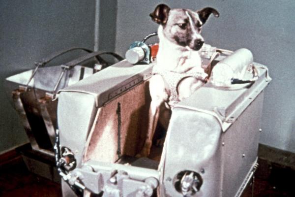 Biografi om Laika, astronauthunden - historien de fortalte og den som virkelig skjedde