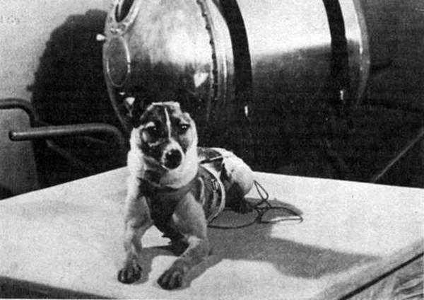 Biografi om Laika, astronauthunden - Laika, en blandet rasevert for et eksperiment