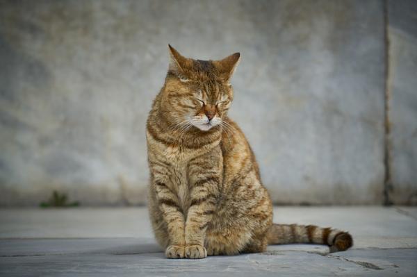 Nyresvikt hos katter - symptomer, årsaker og behandling - symptomer på nyresvikt hos katter