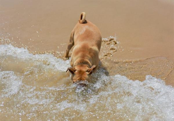 Forgiftning av sjøvann hos hunder - førstehjelp - Min hund har drukket sjøvann, hva kan skje?
