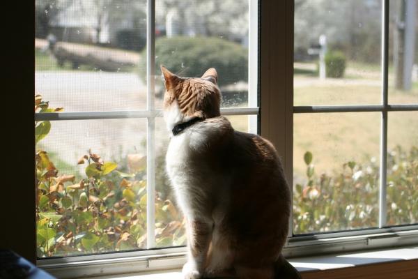 Hva gjør katter når de er alene?  - 4. De ser ut av vinduet eller går en tur