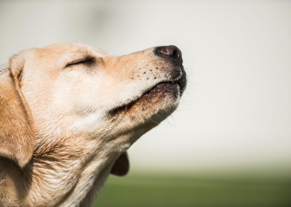 Hvorfor lukter hunder på hverandre?  - Lukt og luktminne