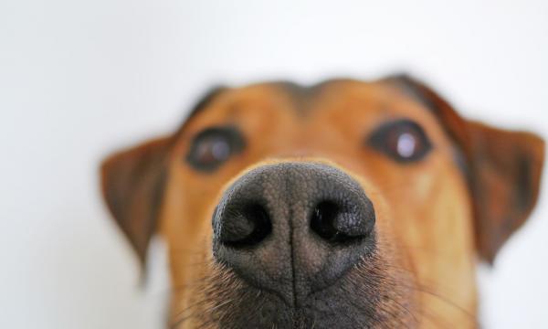 Hvorfor lukter hunder på hverandre?  - Analkjertlene og Jacobsons orgel