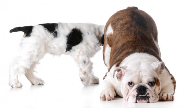 Hvorfor lukter hunder på hverandre?  - Hemmelighet avslørt: kjemisk kommunikasjon