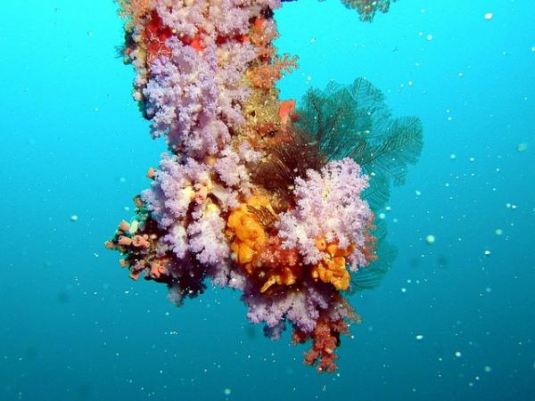 De 10 tregeste dyrene i verden - koraller 