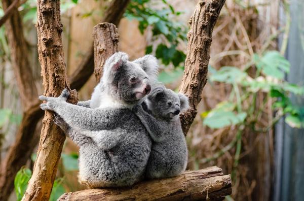 De 10 tregeste dyrene i verden - Koala