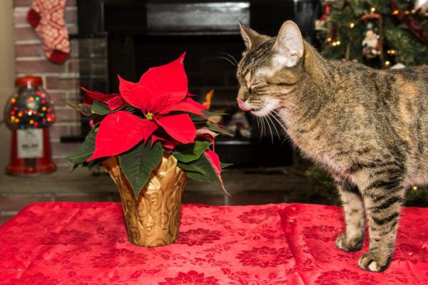 Poinsettia -forgiftning hos katter - symptomer og hva de skal gjøre - Hvorfor er julestjerne giftig for katter?