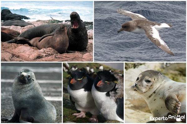 Dyr som lever i ørkenen og deres egenskaper - Dyr som lever i ørkenen i Antarktis