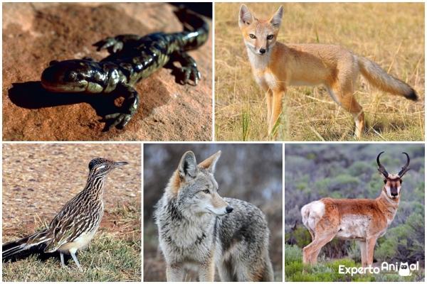 Dyr som lever i ørkenen og deres egenskaper - Dyr som lever i ørkenen i Mexico