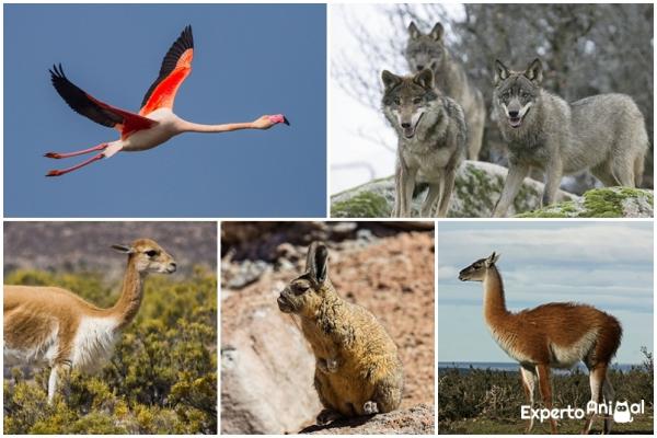 Dyr som lever i ørkenen og deres egenskaper - Dyr som lever i ørkenen i Chile