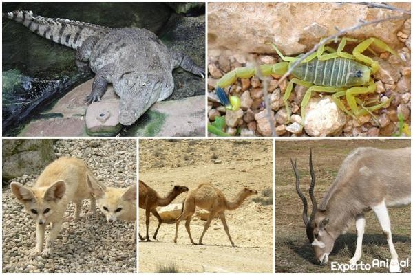 Dyr som lever i ørkenen og deres egenskaper - Dyr som lever i Sahara -ørkenen