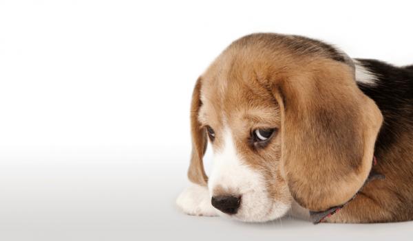 Forgiftning av pipetter hos hunder - symptomer og behandling - hvordan oppstår forgiftning?