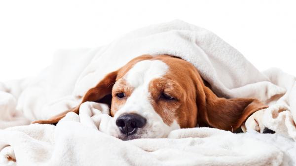 Ascites hos hunder - årsaker og behandling - symptomer på ascites hos hunder