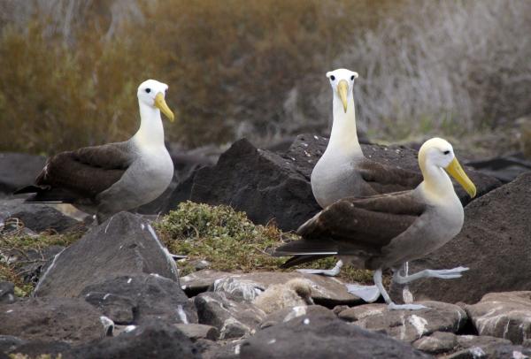 Dyr på Galapago -øyene - 3. Galapagos Albatross