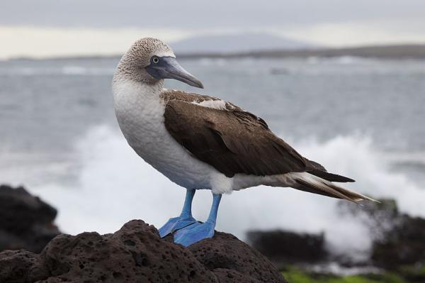 Dyr på Galapago -øyene - 9. Pygmy Iucn med blå fot