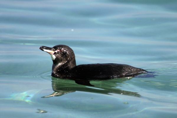 Galapago Islands Dyr - 7. Galápagos Penguin
