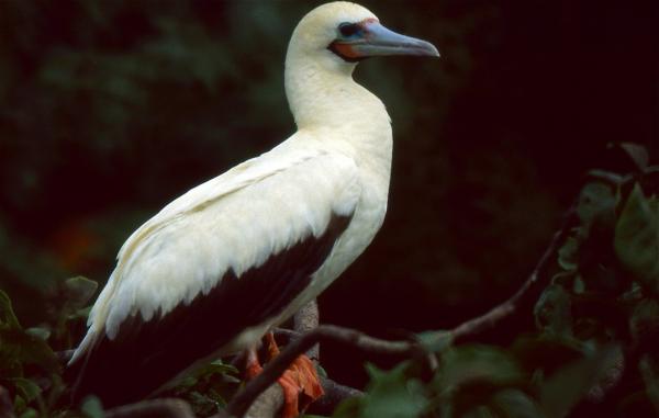 Dyr på Galapago -øyene - 4. Rødbent booby