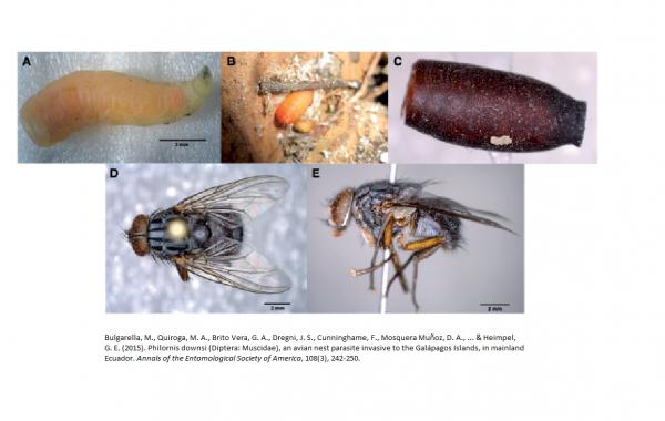 Galapago Islands Dyr - 8. Parasittisk invasiv flue