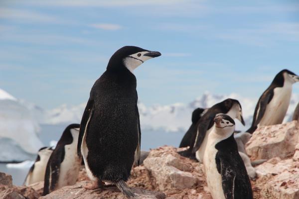 Typer av pingviner - Chinstrap Penguin 