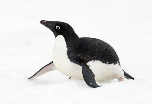 Typer av pingviner - Adelie Penguin