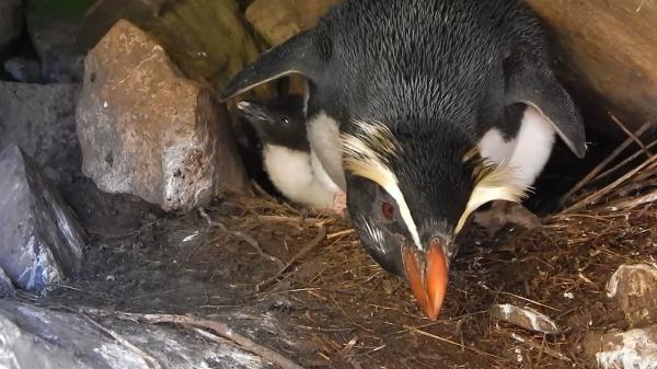 Typer av pingviner - Fiordland Penguin 