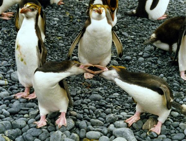 Typer av pingviner - King penguin