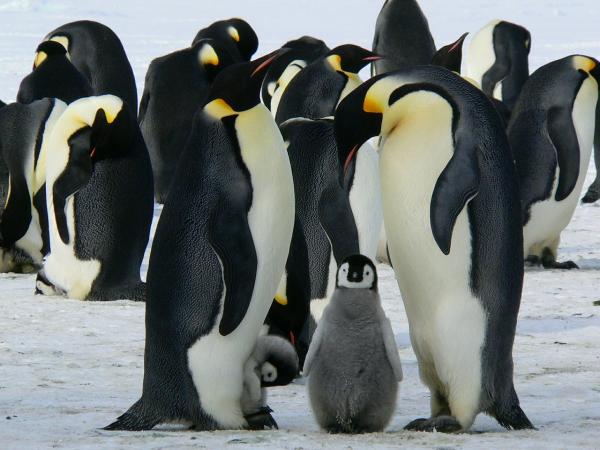 Typer av pingviner - keiserpingvin