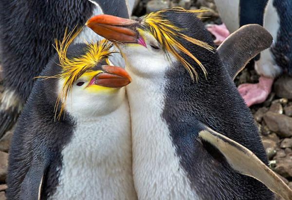 Typer av pingviner - oppreist Crested Penguin