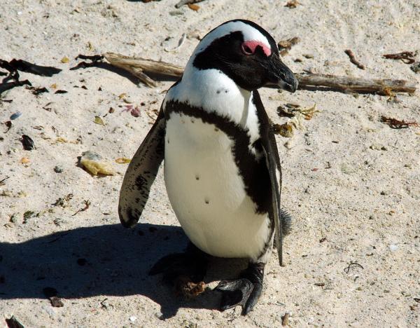 Typer av pingviner - afrikansk pingvin 