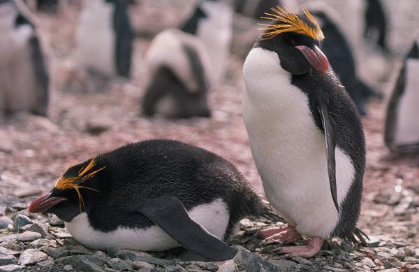 Typer pingviner - Makaronipingvin