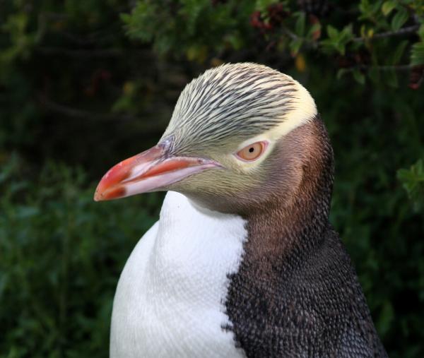 Typer av pingviner - Guløyede pingviner