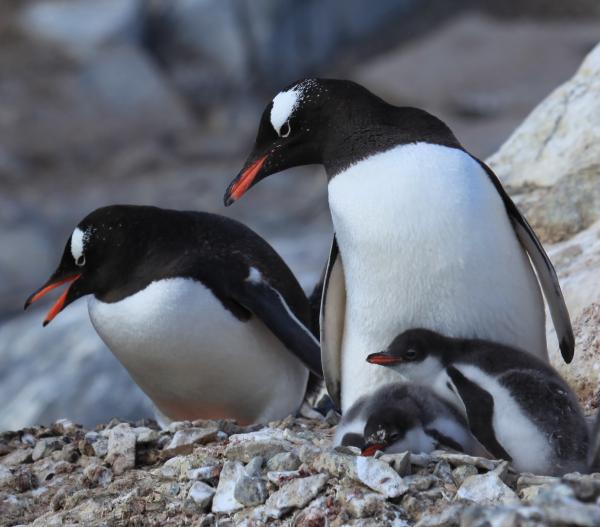 Typer av pingviner - Gentoo Penguin