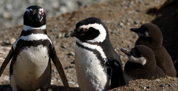 Typer av pingviner - Magellansk pingvin