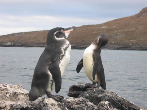 Typer av pingviner - Galapagos Penguin