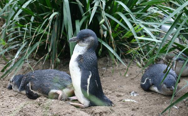 Typer av pingviner - hvitvinget dvergpingvin