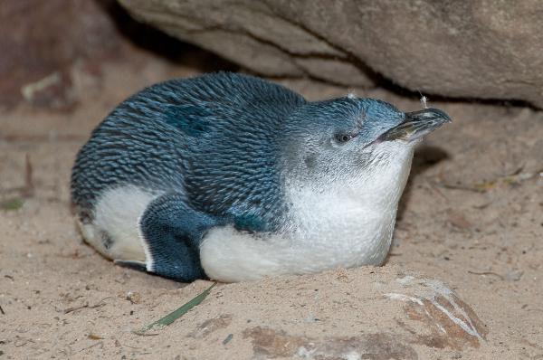 Typer av pingviner - Little Blue Penguin 