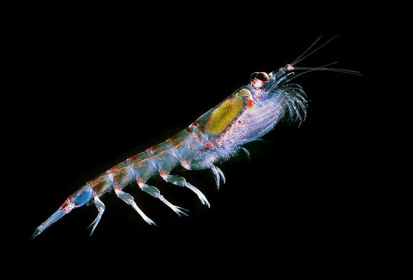 Den marine næringskjeden - Zooplankton, den andre lenken