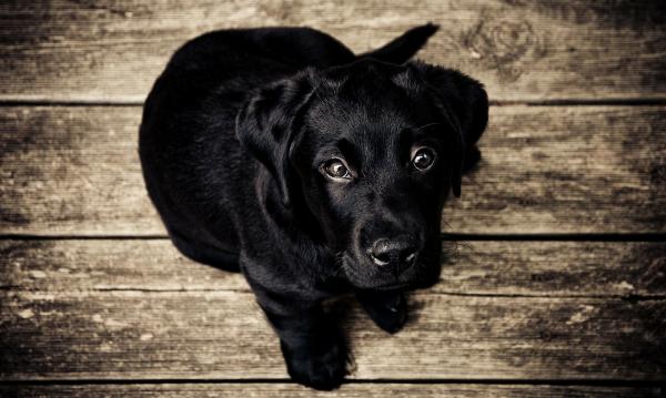 Hepatitt hos hunder - symptomer og behandling - hvordan hundehepatitt oppstår